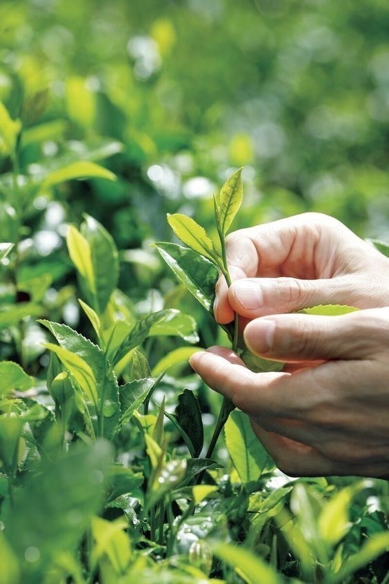 Trà Ôlong Hương Lài  500G – ảnh 3